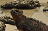 Uma orgulhosa iguana nos recebe em Tortuga Bay, na Ilha de Santa Cruz, em Galápagos